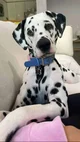 Dalmatian 