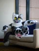 Coopertom Fursuit 