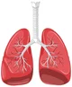 Lungs