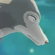 Legosi