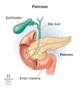 Pancreas