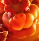 Bowser 
