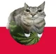 Watermelon Cat