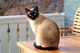 Siamese cat