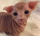 Baby sphynx cat