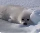 Harp seal 
