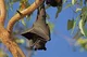 Pet Bat