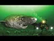 Greenland shark