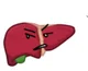 Liver - human buddy