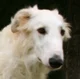 Borzoi