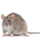 Rats