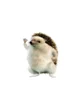Image hedgehog 