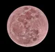 The Pink Moon