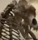 Bear Skeleton