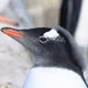 gentoo penguin