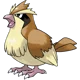 Pidgey