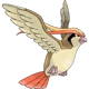 Pidgeot