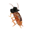 Cockroach