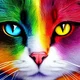 Rainbow the cat