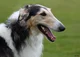 Borzoi
