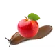 Apple Snail