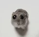 Hamster