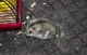 Abused Hamster