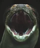 Titanoboa