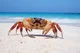 Crab