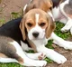 Beagle bebe 1