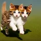 Two Headed KittenRPG