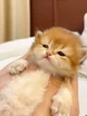 clingy newborn kitty