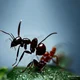 Ant Colony -RP-