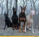 Your five Weredogs