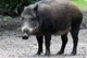 Wild Boar
