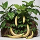 Bananay the bush