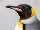 king penguin