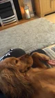 Rosie