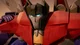 Starscream