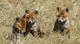 3 Fox Cubs