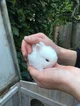 baby rabbit