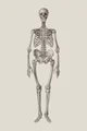 Skeleton