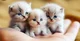 Cute cat