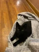 Felix The Bombay