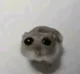 sad hampster