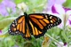 Monarch Butterfly