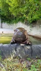 Hippo begemotik