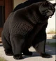 big kitty 
