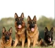German shepherds