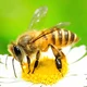 Honey bee